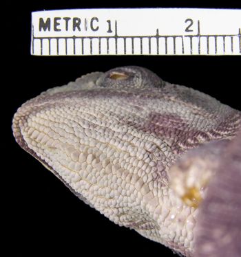 Media type: image; Herpetology R-13341